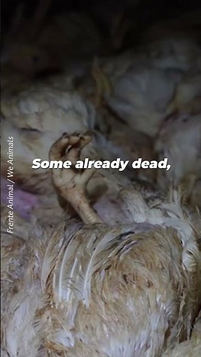 There’s No Escape for These Chickens 💔🐔