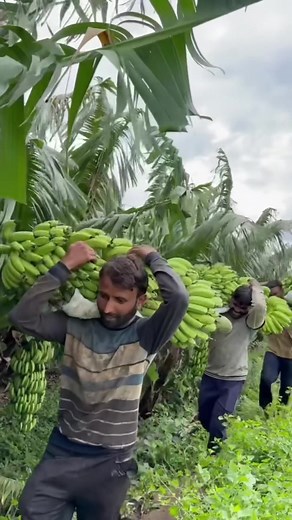 Incredible Banana Harvesting Techniques in the Farm