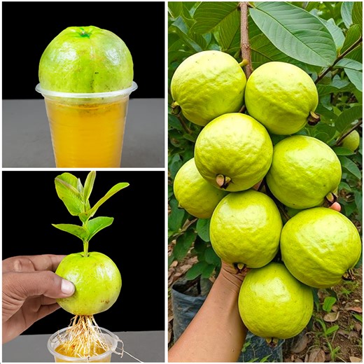 746K views · 2.9K reactions | How to grow guava plant at home from fruit || Best & easy method for planting | Dian Creative | Facebook