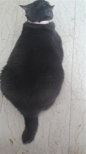 frida (@frida8160)’s videos with La Bamba - Latin Dance Masters