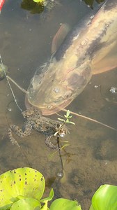 1.5M views · 7.6K reactions | Biggest River Monster | MR Fishing Life | Facebook