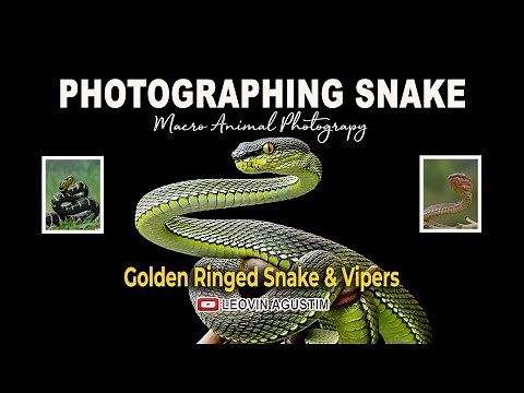 Photographing Snakes - Macro Animal photography