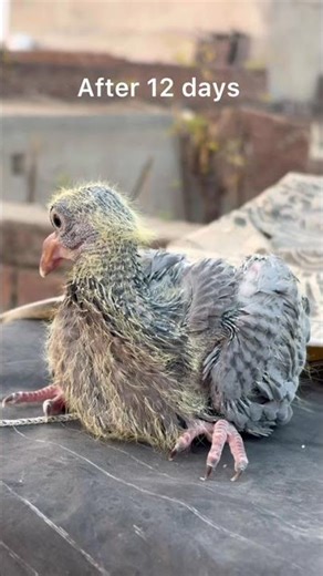 From Egg to 12-Day-Old Pigeon | Real-Time Baby Pigeon Growth #birds #realpigeons #shorts #shortvideo