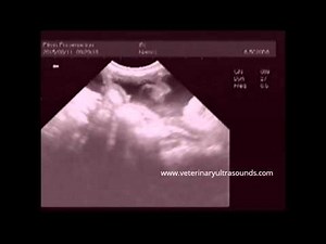 Diagnosis of Dog's Pregnancy at 38 Days Utilizing Ultrasound