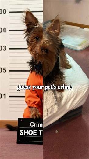 Caught in the Act: Adorable Dog Moments