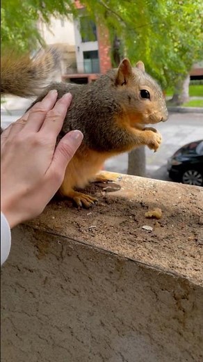 Petting a wild squirrel 💖