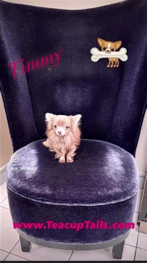 Precious micro teacup chihuahua in lilac color - TIMMY💓💘💎 www.TeacupTails.com/puppies 🌲☀️🐶☂️🌲
