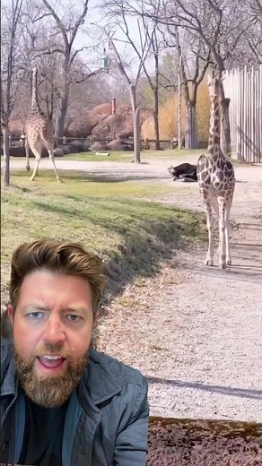 Giraffe Kicks An Ostrich To The Ground