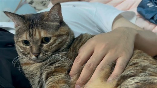 每天男友下班到家，一休息他的猫就立马贴身上黏着不撒手，难怪他把这小家伙宠上天