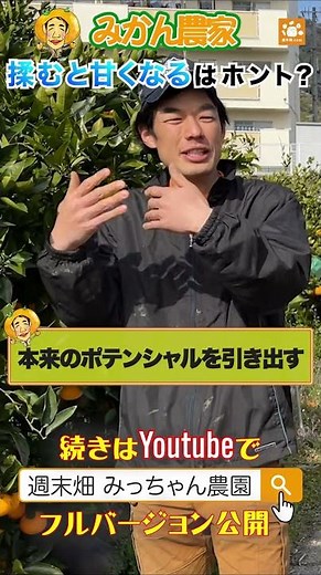 みかんを揉むと甘くなるワケは⁇ #みかん #農業 #有田 #柑橘 #果樹栽培 #みかんのみっちゃん #小澤光範 #武井敏信 #タケイファーム #有田みかん #農業女子 #農家の嫁
