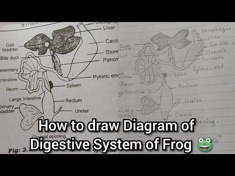 How to draw a Diagram of Digestive System of Frog 🐸 | Biology Diagram#1 | Learner's Chapter