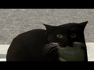 maxwell, our beloved | Maxwell the Cat / Spinning Cat