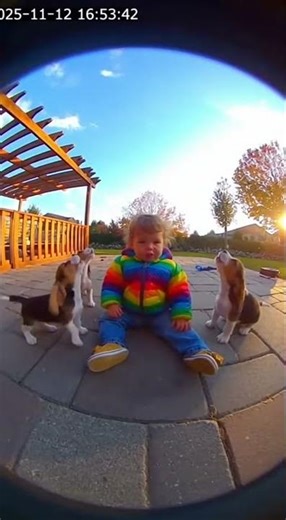 Baby Starts Howling Contest With Beagle Puppies