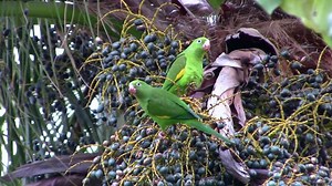 Parakeets, Nature, Green. Free Stock Video