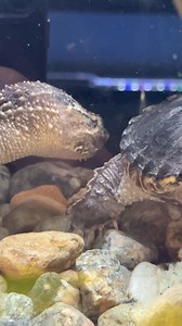 144K views · 1.9K reactions | These snapping turtles are changing fast. I see a lot more of that wild snapping turtle instinct emerging. I think I’m going to take them out of the tank more and let them walk around the ground so they get a little more used to me. #snapper #snappingturtle #fish #aquarium #snapper | Luke’s Goldies | Facebook