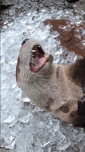 Rascally River Otters Play In And Crunch On Ice