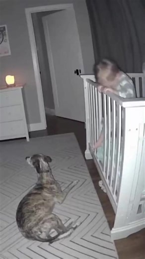 Dog Alerts Owner as Toddler Climbs Out of Crib at Night | Wukong World
