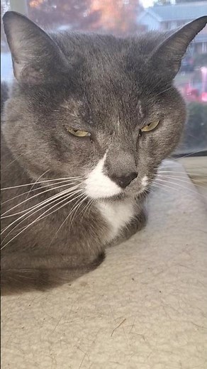 Zelda likes Fall 🍁