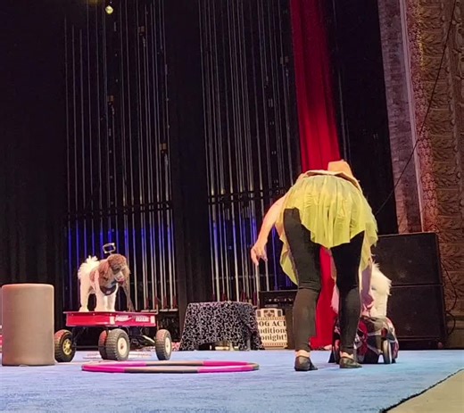 Trick Dogs (@cirque_du_canines)’s videos with Inspirational - neozilla