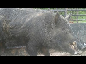 BoarBuster Trap Loading Texas Wild Hogs