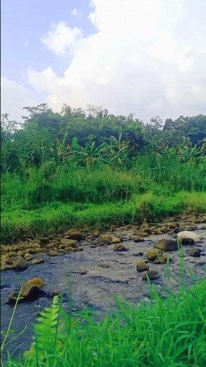 Awalnya ga di sengaja Ternyata Terapi Air Ini Bikin Burung Gacor kembali #terapiair