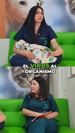 💉😺 Vacuna Contra la Leucemia Felina: ¿Cuándo y Cómo Aplicarla? Proteger a tu gato del FeLV es una decisión que puede salvarle la vida. 🛡️🐾 En este video te explicamos la edad ideal, el esquema correcto y por qué esta vacuna es tan importante para felinos que salen o conviven con otros gatos. ❤️ 📍 Animales Felices Clínica Veterinaria 🦮 Más Sanos, Más Felices 🐱🐶 #LeucemiaFelina #VacunaFelina #GatosBogota #FeLV #CuidaTuGato #GatosSanos #VeterinariaBogota #GatosColombia #PrevencionFelina #Sa