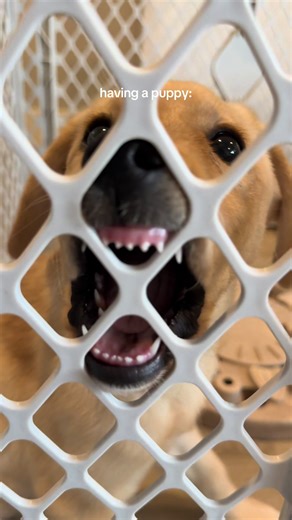 Contrasting Dog Personalities: A Labrador Perspective