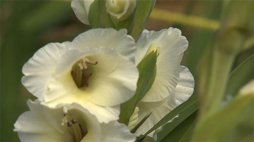 Des glaïeuls cultivés à Sainte-Luce