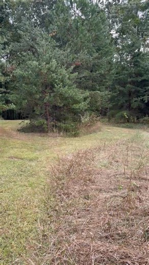 27 reactions | M&M Hunting for Bucks Getting Ready for Gun Season | Mike Mitchell | Facebook