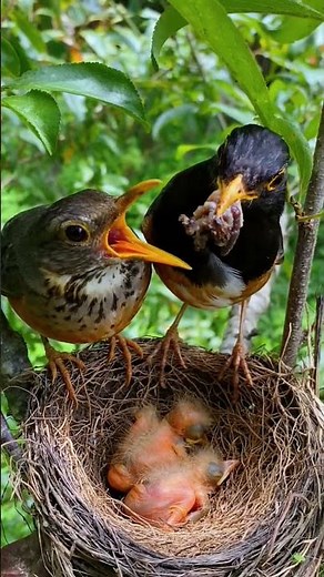 مشهد مذهل من الأمومة في عالم الطيور 🪶