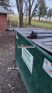 821K views · 25K reactions | Cats On The Run 藍 | Dusty Dubs | Facebook