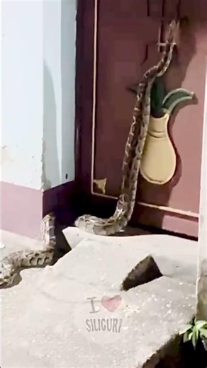 A giant python was spotted at Ward 13, Dakbangla Para of Malbazar in Dooars.