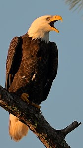 Dad watches over his territory with unwavering pride, embodying the spirit of freedom and strength. Ever ready to defend his nesting grounds, he is a true guardian of the skies. | SAUNDERS PHOTOGRAPHY