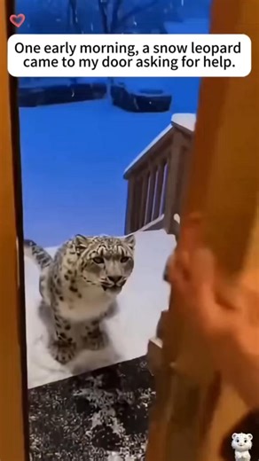 10K views · 471 reactions | helped a Snow leopard save it cub, and then this happened.. | Clips-Hub | Facebook
