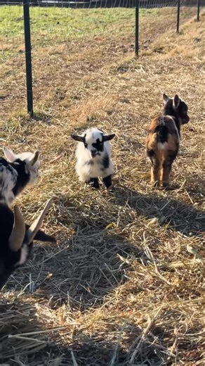 Little pastures mini cattle on Instagram: "Tiny hooves, big hearts, and endless smiles & Our mini cows and pygmy goats are stealing hearts all across the country - living proof that farm life can fit anywhere! From cozy mornings to playful afternoons, these little ones bring pure joy every day + #minicows #pygmygoats #farmlife #cutepets #animalsofinstagram smallfarm countryliving petlovers cuteanimals farmvibes Texas California Florida NewYork Tennessee Georgia Ohio Kentucky Arizona Colorado Nor