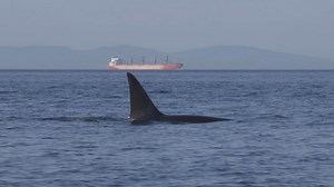 TRAILER, Managed to Extinction