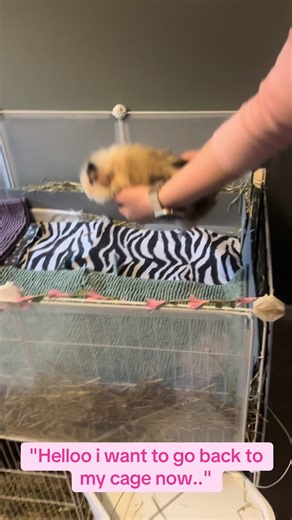Guinea Pig's Hilarious Escape Attempts
