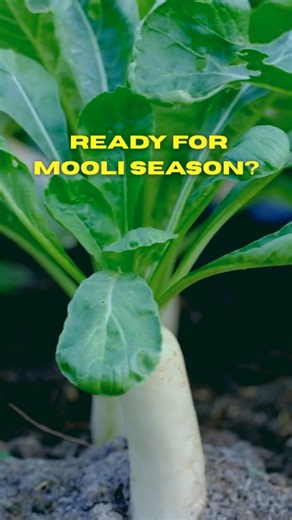 Dreaming of homegrown radishes but short on garden space? 🌿 Meet the perfect pot varieties — Radish Red Round, Radish French Breakfast, Radish Short, and Radish Half Pink! 🥕 These varieties love shallow pots and grow beautifully in just a few weeks. Their roots stay compact, making them ideal for balconies, patios, and even sunny kitchen corners. ☀️ The crisp sweetness of these fast growing varieties, straight from your own pots will ensure you have your basket full of Mooli all winter long. �