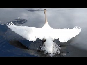Mute swan taking off