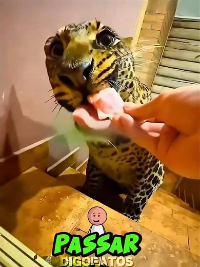 She made friends with a leopard and a tiger 🐯😱 #shorts