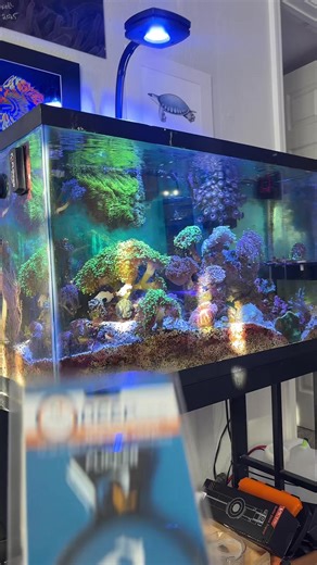 Magnifying Glass: Enhancing Reef Tank Viewing Experience