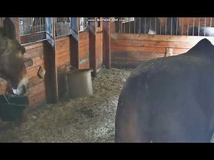 horse poop