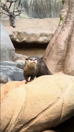 Neues Zwergotter-Paar im Zoo Frankfurt