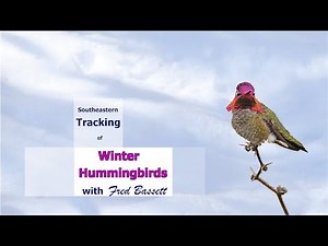 Tracking Wintering Hummingbirds in the Southeastern U.S.