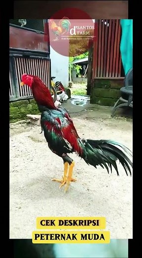 AYAM BANGKOK!!!! RAJA ARENA YANG SESUNGGUHNYA