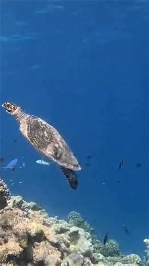 Check out HK5256, swimming along with just three flippers! 🐢🥹 As highlighted by this sweet hawksbill, sea turtles CAN survive in the wild with only three flippers – they can learn to adapt to a missing limb just like humans do.💪 While sea turtles can lose flippers in shark attacks, often the reasons can also be traced back to human activities, such as getting entangled in fishing gear, or through boat strikes. We don’t know what caused this hawksbill to lose a flipper, we hope to continue spo