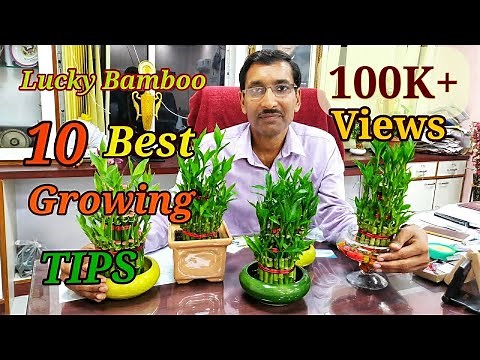 Lucky Bamboo Caring Tips