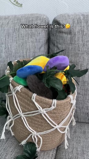 Mr. Smokey pe TikTok