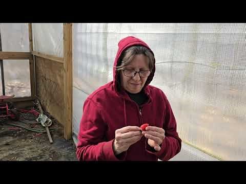 Day by Day During a Hard Freeze