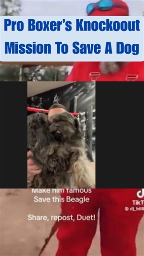 🥊 Boxer’s Knockout Mission to Rescue a Dog in Tucson! My 1-on-1 interview with @mileycyrus Why he plans on going to any length to rescue the dog seen in a viral abuse video out of Tuscon, Arizona. #dogs #animals #tucson #proboxing #animalrescue #dogrescue #TheRealPaulMueller #AsiaTheRescueDog #fyp | Paul Mueller